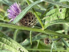 Centaurea nemoralis