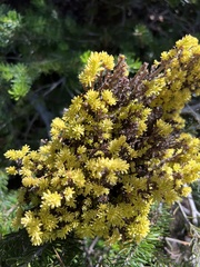 Chrysomyxa arctostaphyli