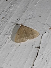 Zanclognatha marcidilinea