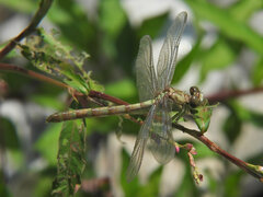 Onychogomphus forcipatus