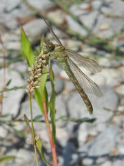 Onychogomphus forcipatus