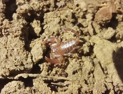 Euscorpius garganicus