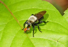 Laphria virginica