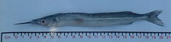 Hyporhamphus