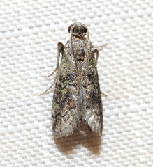 Cacotherapia flexilinealis