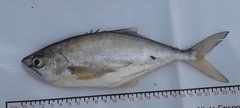 Oligoplites altus