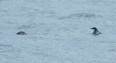 Synthliboramphus craveri