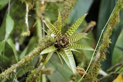 Vriesea hieroglyphica