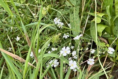 Gypsophila elegans