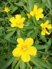 Ludwigia grandiflora