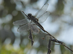 Libellula fulva