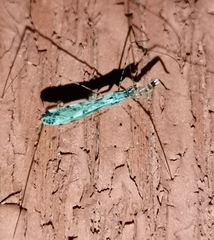 Empicoris vagabundus