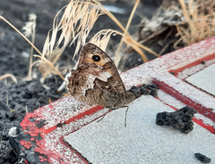 Hipparchia blachieri