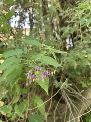 Solanum dulcamara