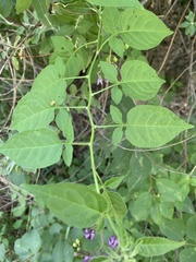 Solanum dulcamara