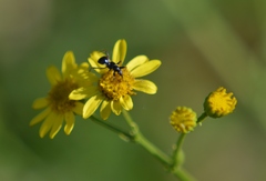 Himacerus mirmicoides