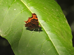 Polygonia c-album
