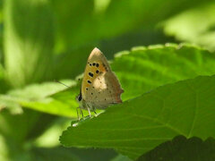 Lycaena phlaeas