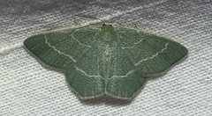 Chlorissa viridata