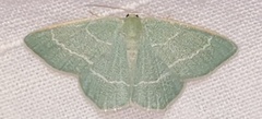 Chlorissa viridata