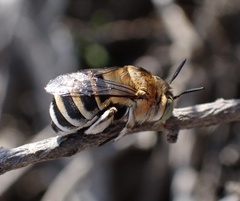Amegilla quadrifasciata