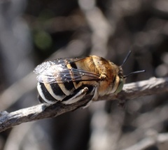 Amegilla quadrifasciata