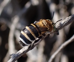 Amegilla quadrifasciata