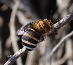 Amegilla quadrifasciata