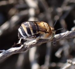 Amegilla quadrifasciata