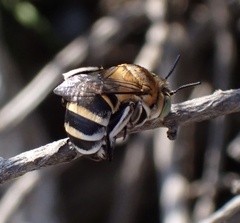 Amegilla quadrifasciata