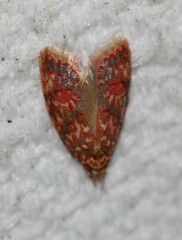 Lophopepla igniferella