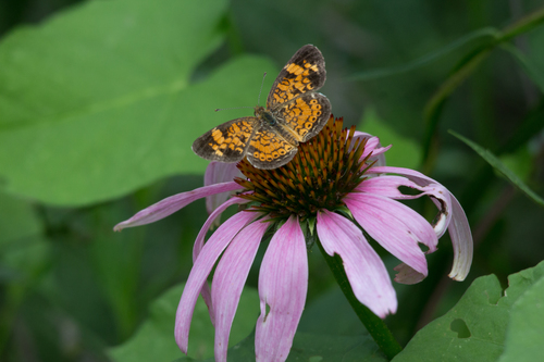 Pearl Crescent photographed in Georgia