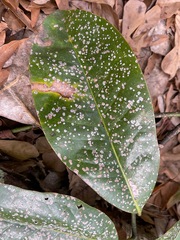 Cephaleuros virescens