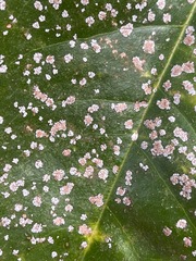 Cephaleuros virescens