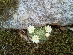 Mammillaria jaliscana