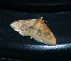 Psara dryalis