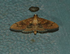 Psara dryalis