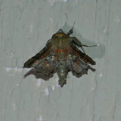Dysodia granulata
