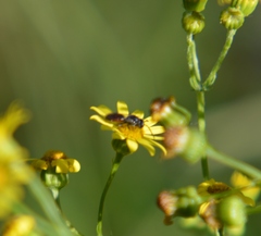 Sphecodes