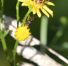 Himacerus mirmicoides