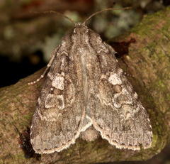 Xestia speciosa