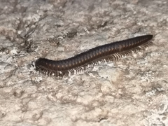 Acanthoiulus fuscipes