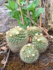 Mammillaria jaliscana