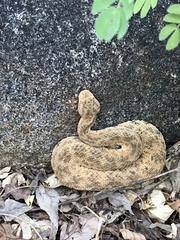 Crotalus mitchellii