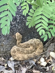 Crotalus mitchellii