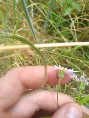 Erigeron corymbosus