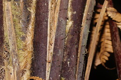 Alsophila leichhardtiana