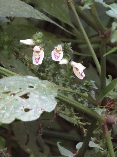 Isoglossa milanjiensis image