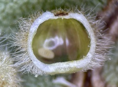 Caryomyia hirtiglobus