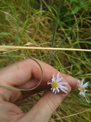 Erigeron corymbosus